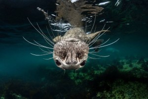 Fotografia di @Greg Lecoeur